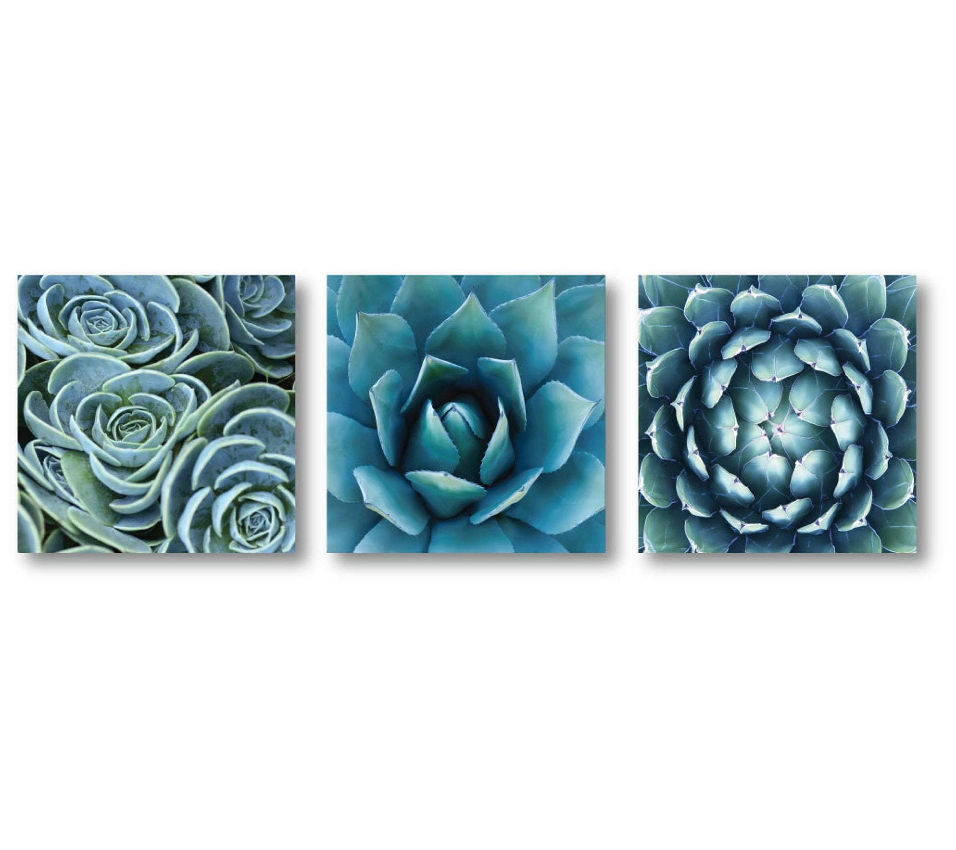 Courtside Market Succulent 3-Piece Canvas Set