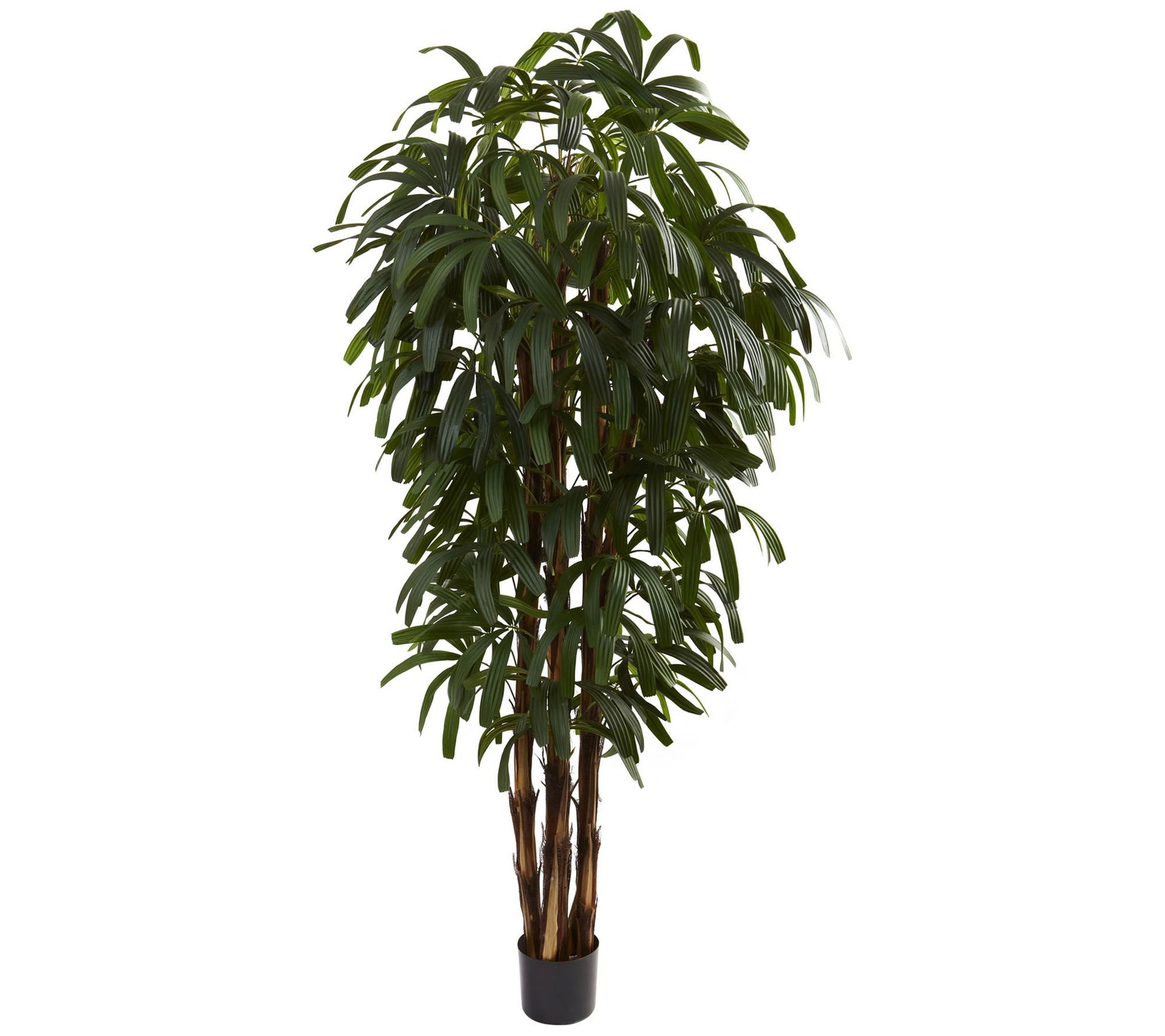6' Raphis Palm Tree by Nearly Natural