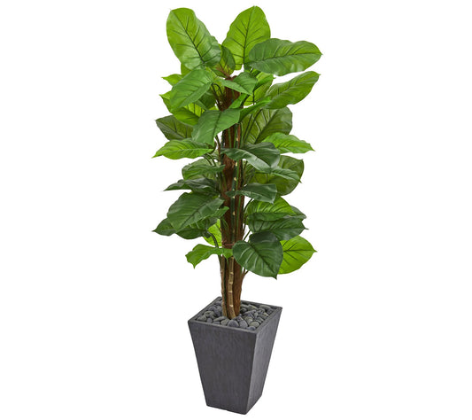 5' Large Leaf Philodendron in Planter by NearlyNatural