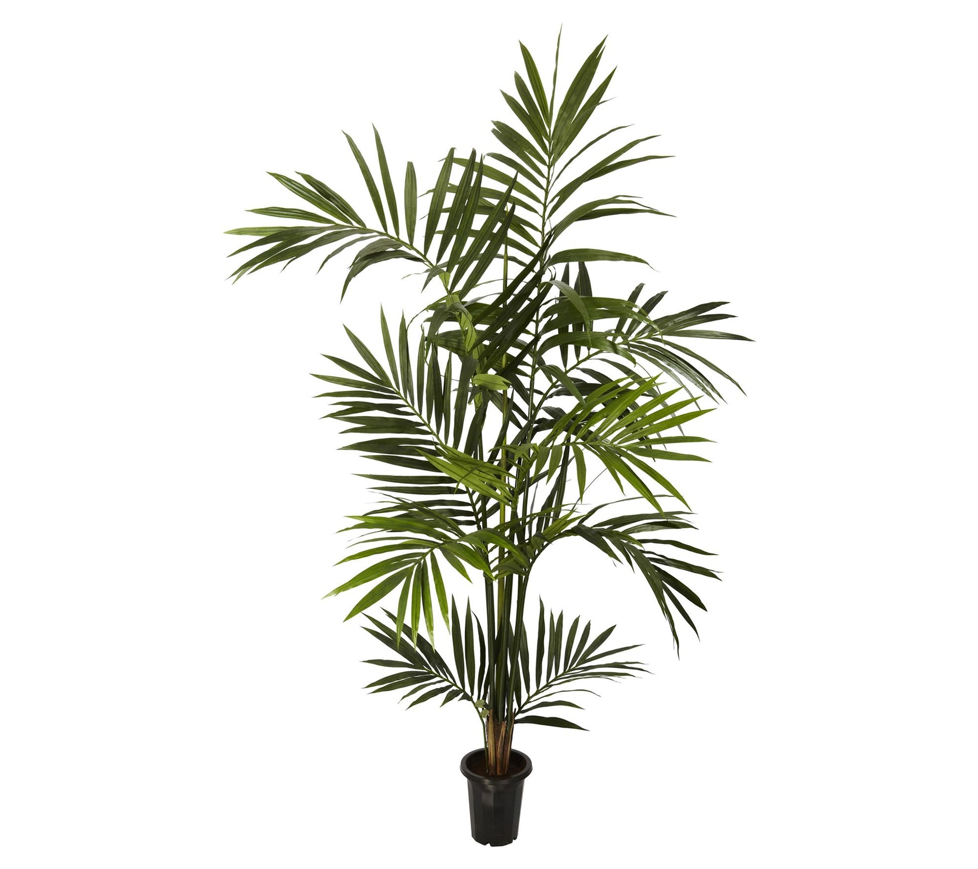 6' Kenitia Palm Silk Tree by Nearly Natural