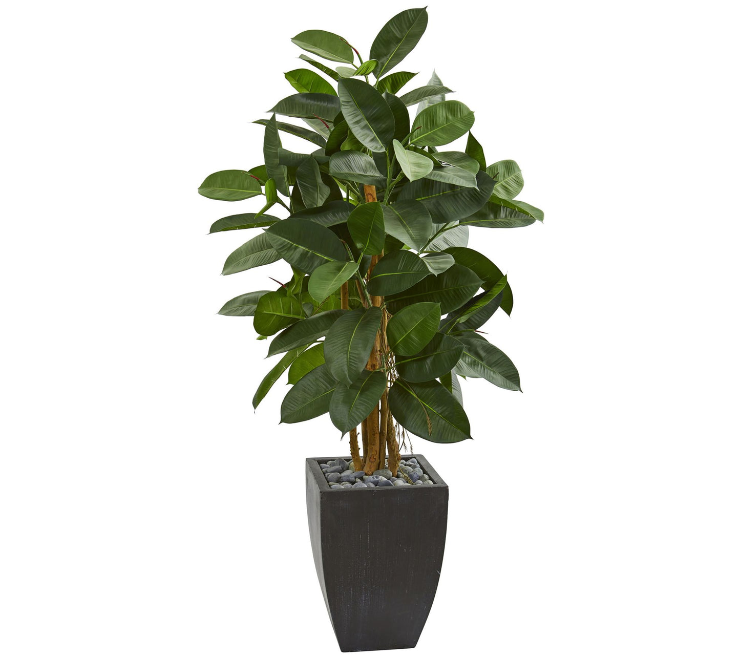 56" Rubber Tree in Black Planter by Nearly Natural